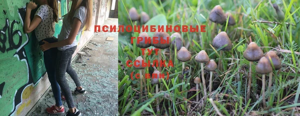 прущие грибы Аркадак